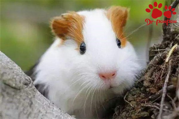 荷兰猪为什么咬人？