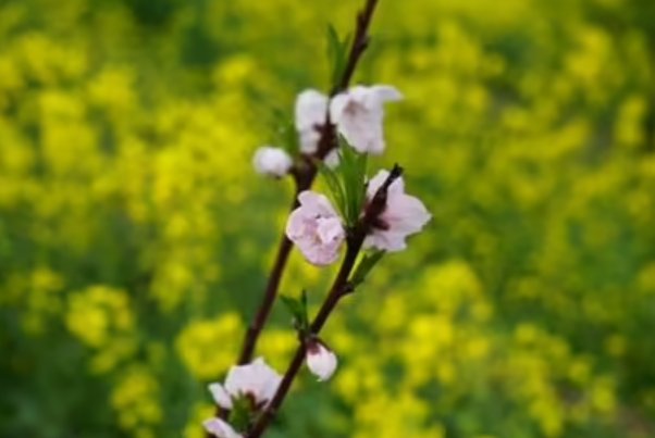 春风细雨形容什么生肖