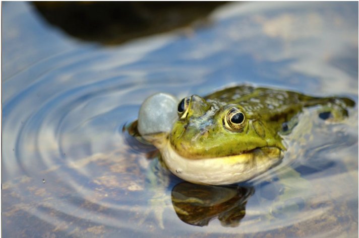 用游来游去造句