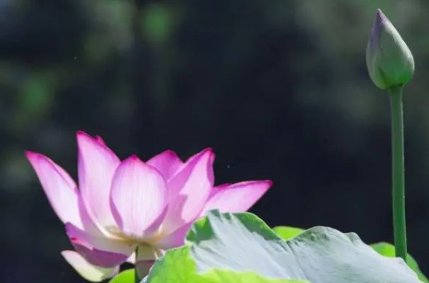 婆娑世界什么意思解释