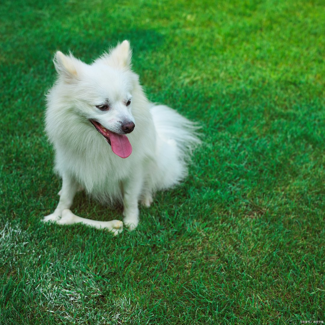 银狐犬长得像狐狸一样，那这么好看的狗狗为什么很少有人养呢?