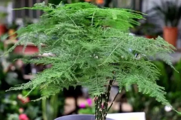 为什么家里不能养文竹