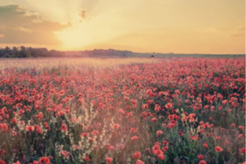 fake news是什么意思