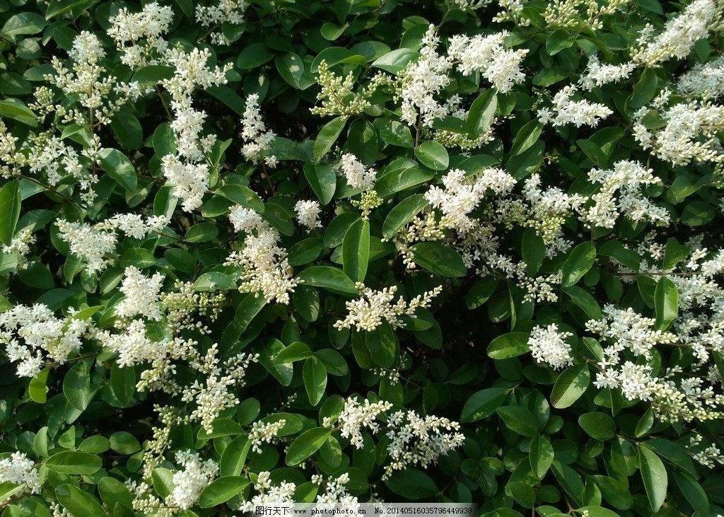 沭阳苗木基地朋友 ，这是金叶女贞还是金森女贞