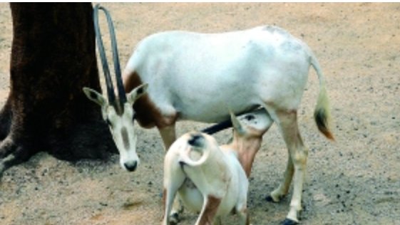 小羊为什么跪着吃奶