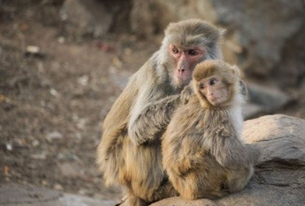 坐吃享福打一生肖动物