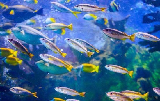 梦见鱼是什么意思有什么预兆 5种要发财的征兆