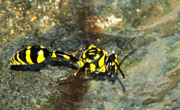 什么是螟蛉之子？