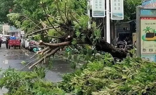 广东人听到台风来袭的反应是怎样的？市民们需做好哪些防范？