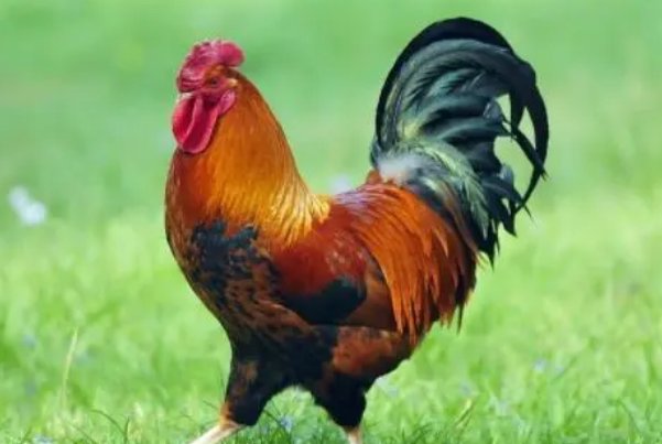 百鸟鸣春.打一生肖