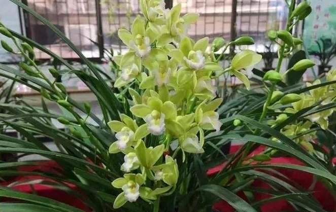 十八格格属于什么兰花？