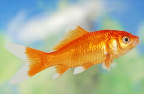 谜语一个：有头无颈，有眼无眉，无脚能走，有翅难飞.(打一动物）