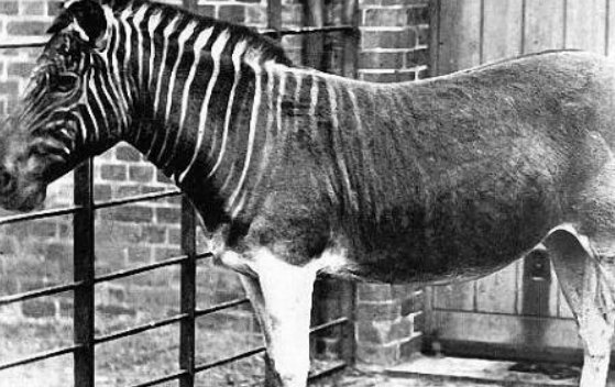 人类最想复活的动物