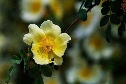 hana是什么意思？