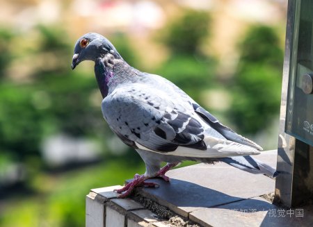 上面两只鸽子下面一只羊什么意思