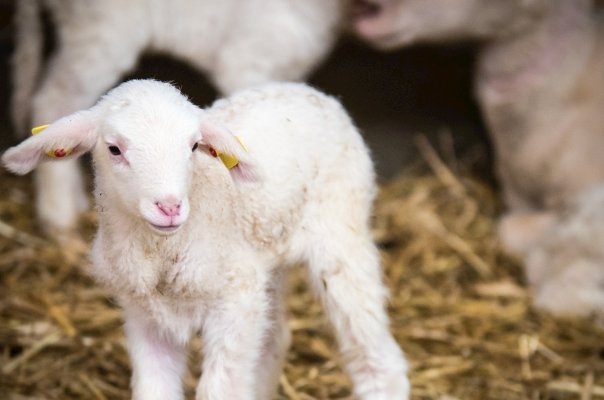 未羊是什么意思