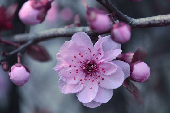 桃子的爱情含义是什么