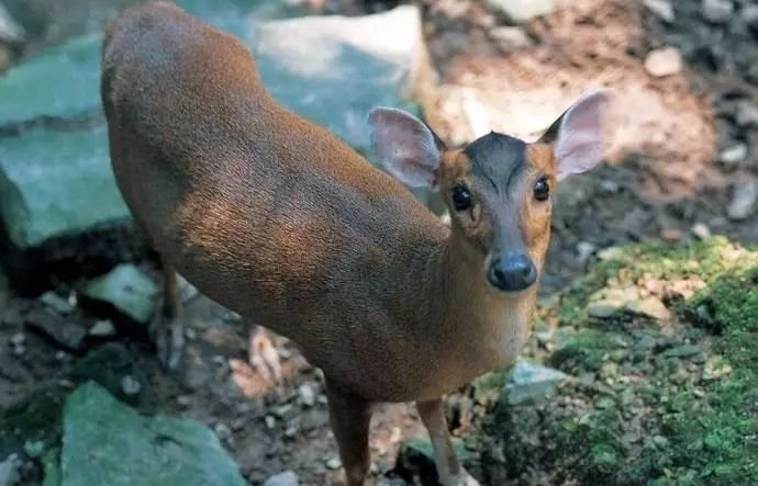 麂皮是什么皮？？