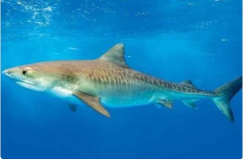 十大变异鲨鱼排行榜