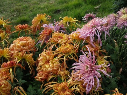 菊地最爱的主要作品