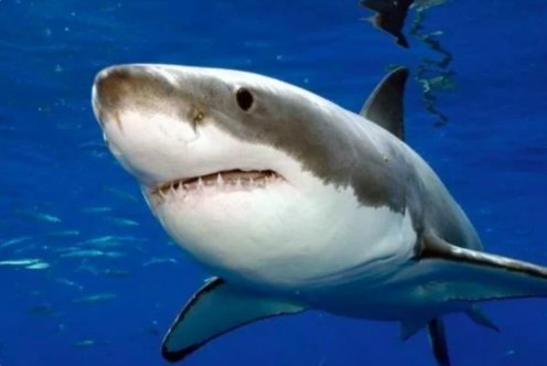 十大变异鲨鱼排行榜