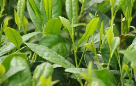 安徽一快递小哥卖20万斤茶救活一座厂，小哥身上有哪些可贵的品质？