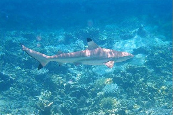 十大变异鲨鱼排行榜