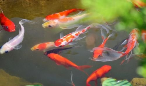 微信里求锦鲤是什么意思