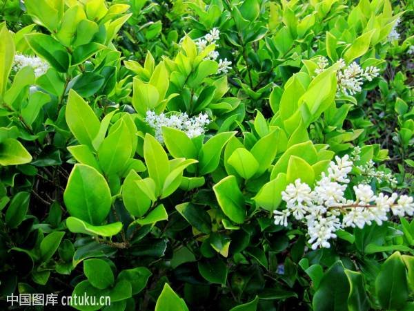 沭阳苗木基地朋友 ，这是金叶女贞还是金森女贞