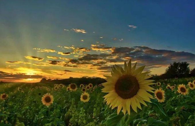 前路漫漫亦灿灿下一句是什么？