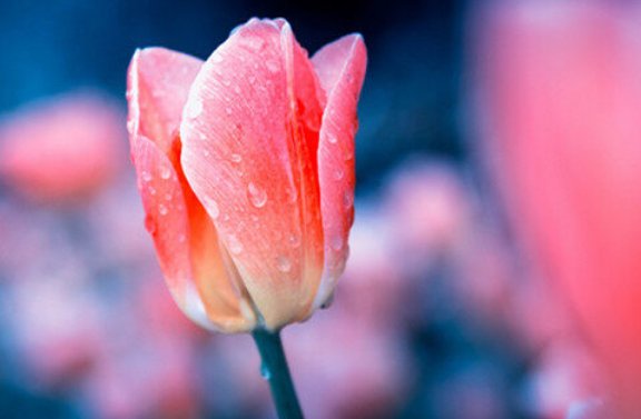 代表友谊长久的花是什么花