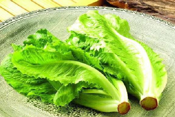 为什么虫不吃生菜