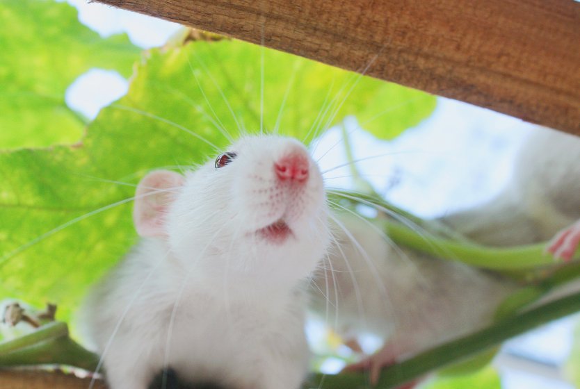 惊人之举指什么动物