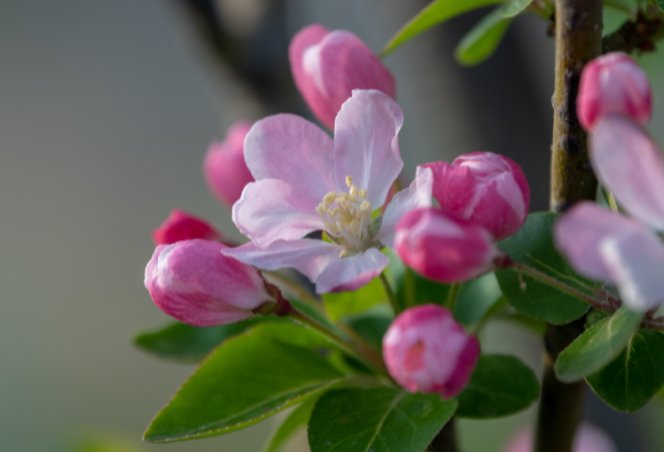 海棠花的花语是什么?