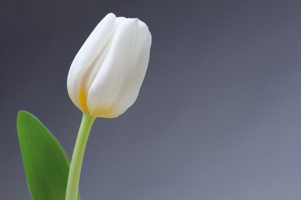 鲜花订购在哪里可以买到？