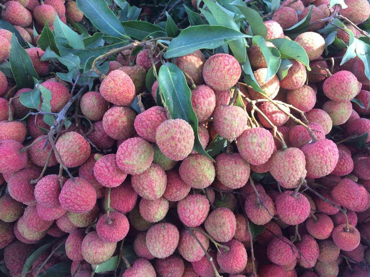 四川荔枝产地是哪里