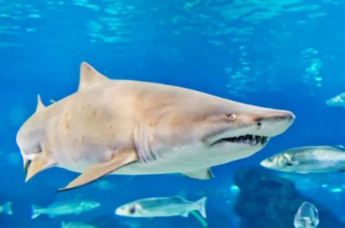 十大变异鲨鱼排行榜