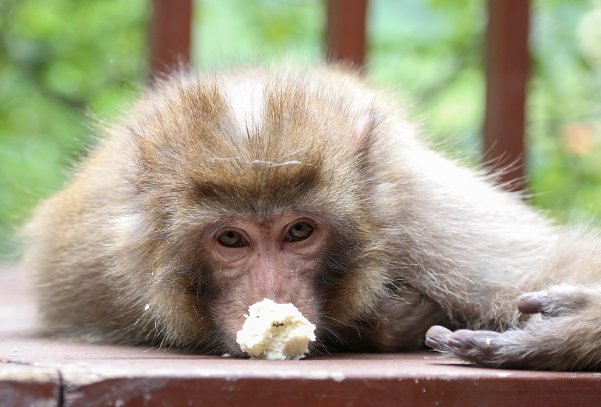 坐吃享福打一生肖动物