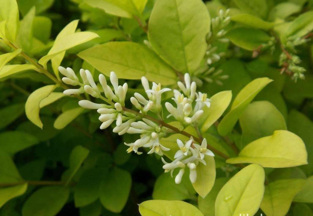 沭阳苗木基地朋友 ，这是金叶女贞还是金森女贞