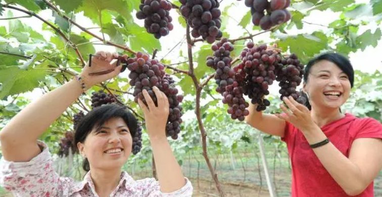 采摘是什么意思