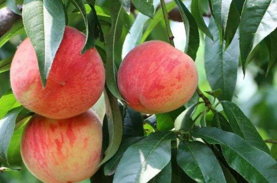 桃子的爱情含义是什么