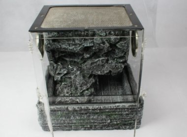 鬃狮蜥和绿鬣蜥的喂养环境区别很大吗？分别是什么呢？