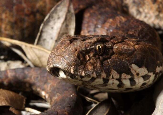 农村常见的菜花蛇，真的会吞下五步蛇吗？