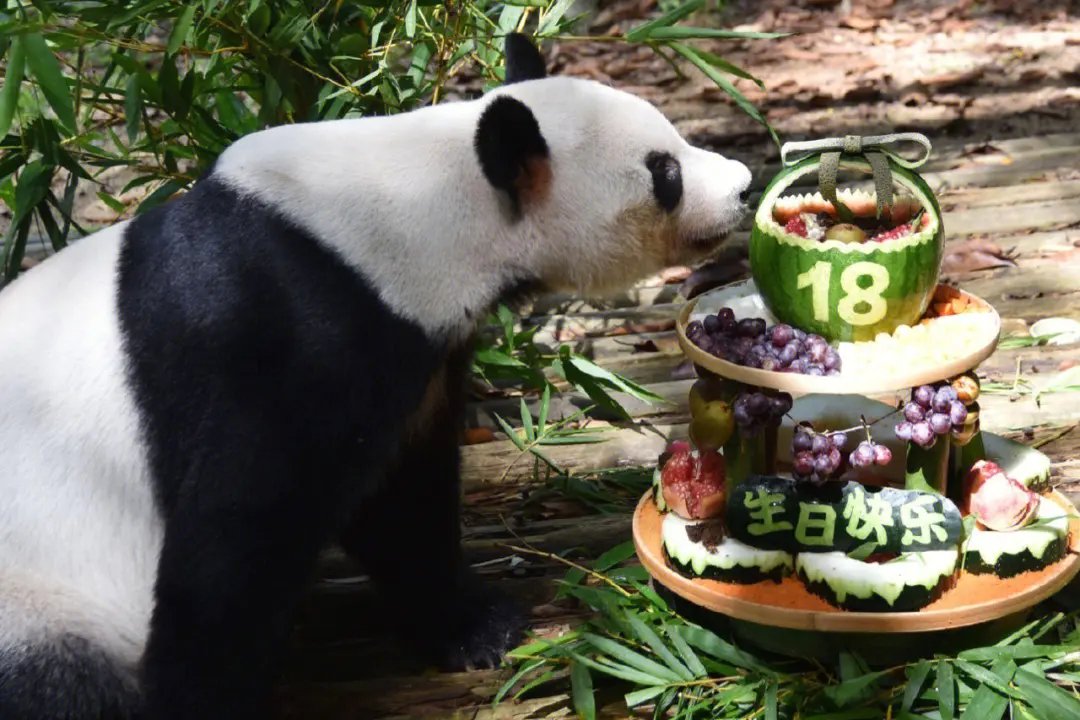 美国有大熊猫吗？