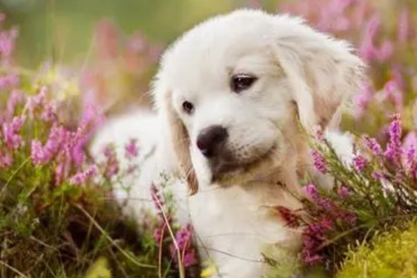 羊如虎口打一生肖代表什么生肖,精选解释落实 - 国际农业 - 英杰..