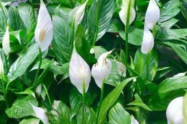 一帆风顺花有毒吗 能在室内养吗