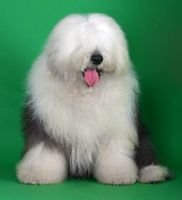 古牧犬好养吗？？有什么优点？缺点？？吃得多不多？