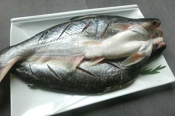 凌波鱼是什么鱼？