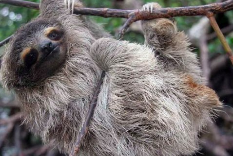 树獭读ta还是Lan