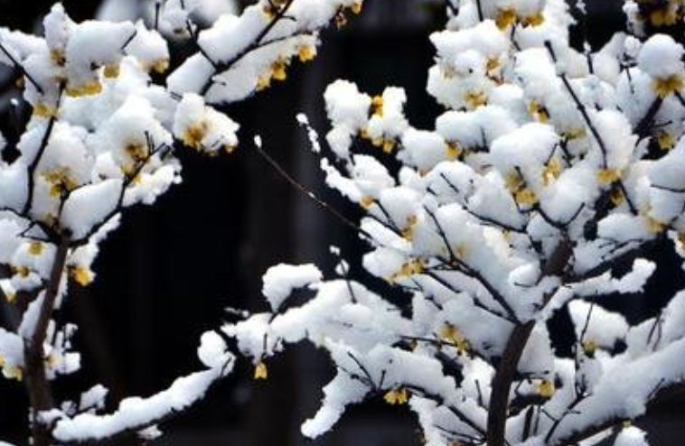 “逆风如解意，容易莫摧残”出自谁的哪首诗，并求全文？